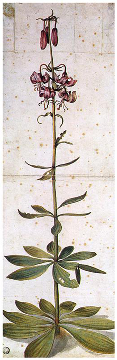 Martagon Lillium Albrecht Durer